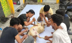 Gelar Penyembelihan Hewan Kurban dan Bakti Sosial, PC IMM Lamongan Tunjukkan Aksi Nyata untuk Umat