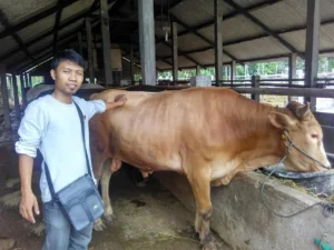 Ada Harga Murah di Bursa Hewan Kurban Majelis Ekonomi dan Kewirausahaan Muhammadiyah Gresik