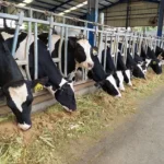 Tanggapan Pakar Ekonomi UM Surabaya Terkait Rencana Impor Sapi oleh Pemerintah