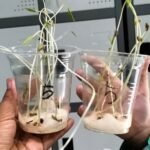 Integrasi Kurikulum STEM di SD Muhammadiyah 1–2 Taman