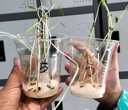 Integrasi Kurikulum STEM di SD Muhammadiyah 1–2 Taman