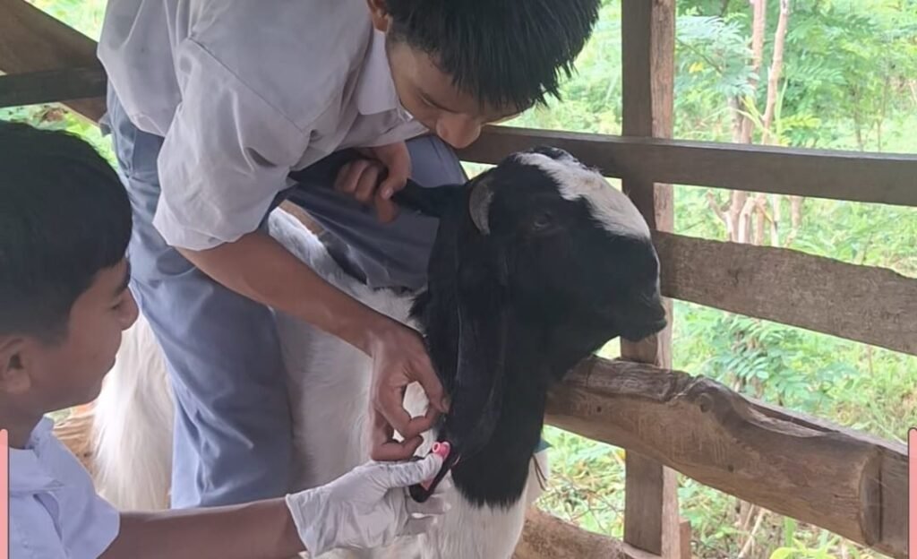 Siswa ATR SMK Muhammadiyah 5 Gresik Praktik Pemasangan Eartag Ternak