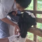 Siswa ATR SMK Muhammadiyah 5 Gresik Praktik Pemasangan Eartag Ternak