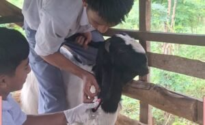 Siswa ATR SMK Muhammadiyah 5 Gresik Praktik Pemasangan Eartag Ternak