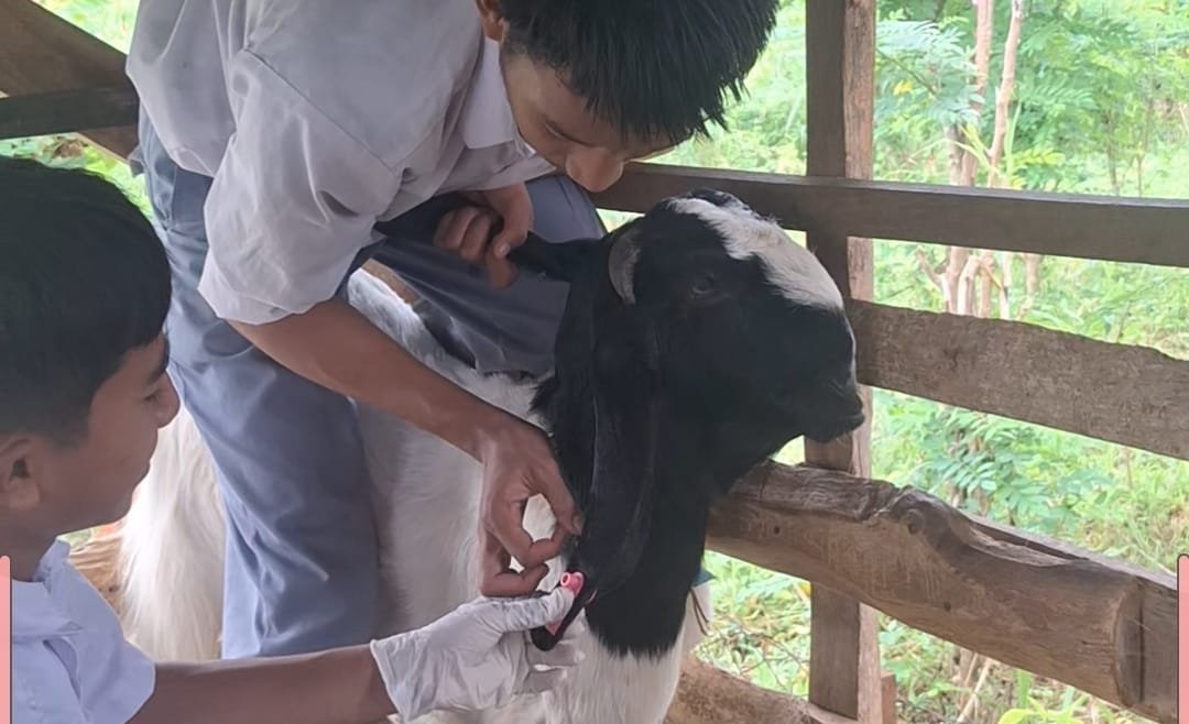 Siswa ATR SMK Muhammadiyah 5 Gresik Praktik Pemasangan Eartag Ternak