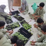 Bertani Itu Menyenangkan: Siswa SMK Muhammadiyah 5 Gresik Praktik Grafting Semangka dengan Labu
