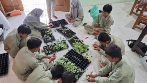 Bertani Itu Menyenangkan: Siswa SMK Muhammadiyah 5 Gresik Praktik Grafting Semangka dengan Labu
