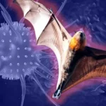 Pakar UMS Ingatkan Ancaman Virus Nipah, Indonesia Masuk Negara Berisiko