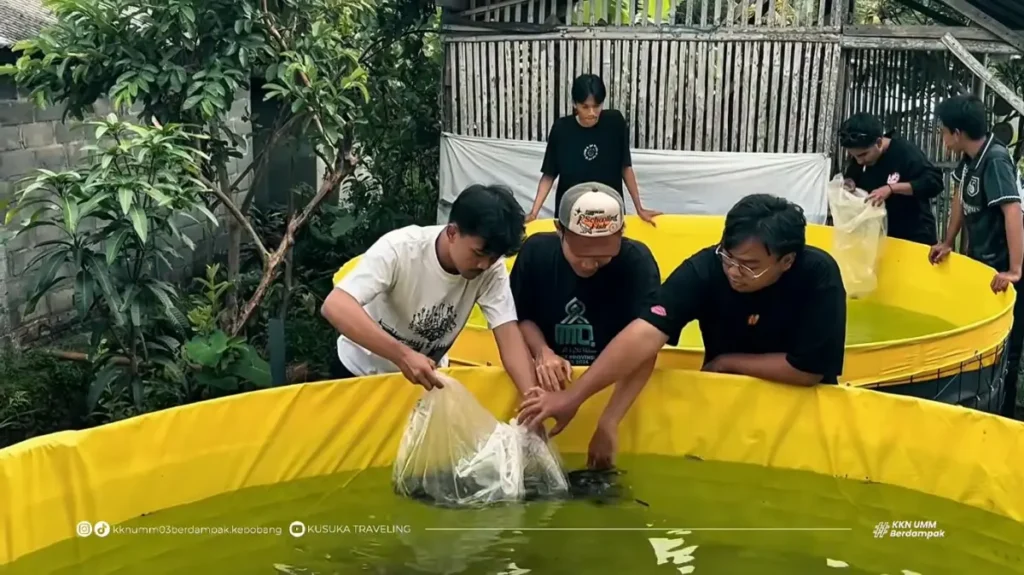 Mahasiswa UMM Kenalkan Bioflok, Solusi Budidaya di Lahan Terbatas