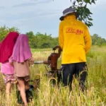 Mbah Kung dan Cucu di Sawah: Pelajaran Kesabaran dari Pompa Air
