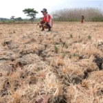 Kekeringan Mengintai, Saatnya Revolusi Pertanian Berkelanjutan Dimulai