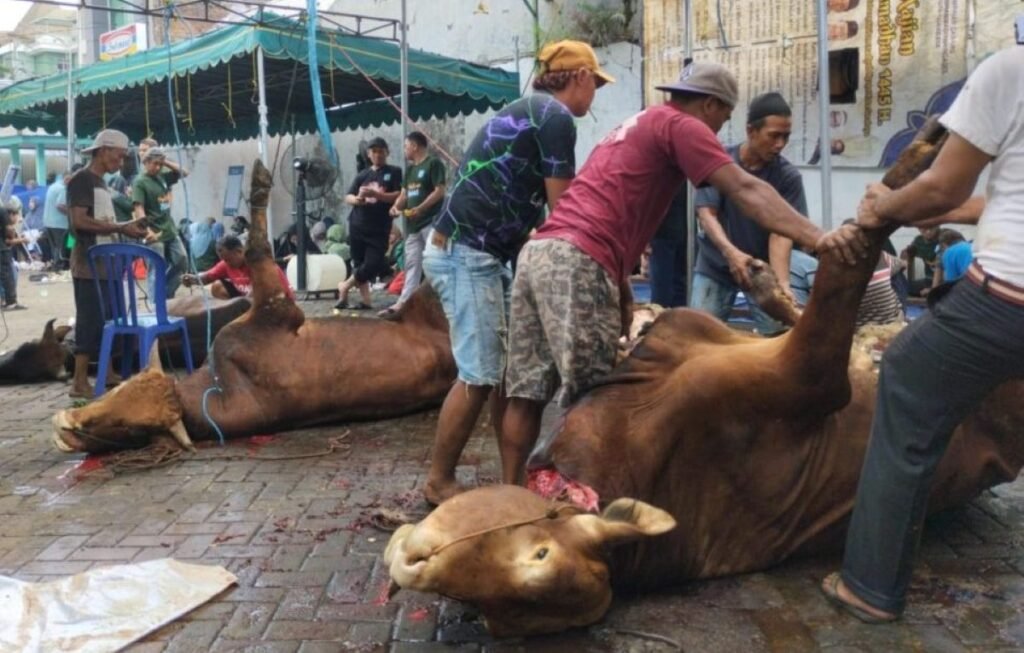 Kurban SD Mudipat 2026, Kelola 11 Sapi dan 65 Kambing