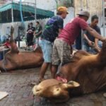 Kurban SD Mudipat 2026 , Kelola 11 Sapi dan 65 Kambing