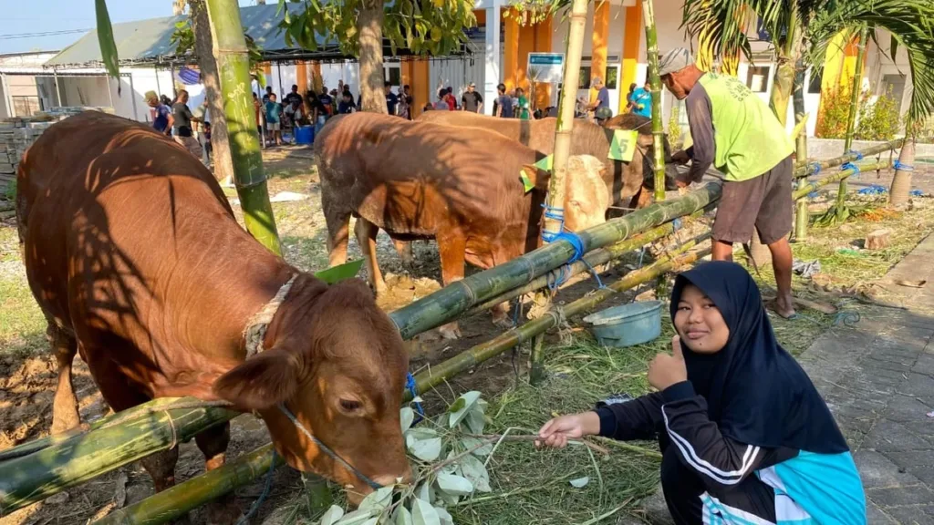 Pembelajaran Kurban SMP Muhammadiyah 5 Bungah Tanamkan Kepedulian