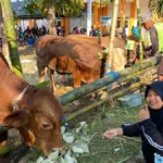 Pembelajaran Kurban SMP Muhammadiyah 5 Bungah Tanamkan Kepedulian