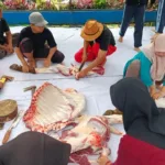 Pelaksanaan Kurban 1447 H Matsamutu Usung Semangat Kebersamaan dan Kesalehan Sosial