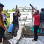Pondok Al-Birru Sembelih Hewan Kurban