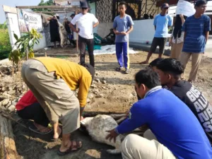 Pondok Al-Birru Sembelih Hewan Kurban