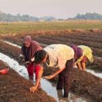 Menilik Kedekatan Mahasiswa KKN Umsura dengan Petani Bawang Desa Jerukwangi Kediri