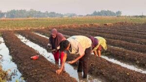Menilik Kedekatan Mahasiswa KKN Umsura dengan Petani Bawang Desa Jerukwangi Kediri