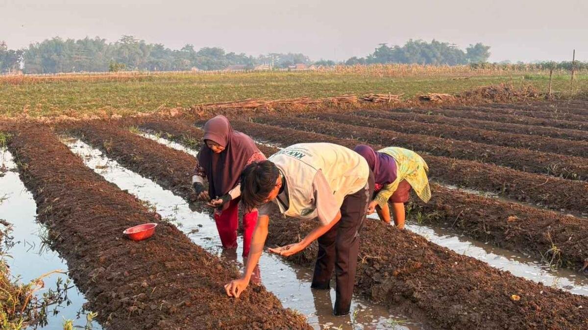 Menilik Kedekatan Mahasiswa KKN Umsura dengan Petani Bawang Desa Jerukwangi Kediri