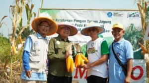 MPM PP Muhammadiyah Panen Jagung di Pekalongan, Perkuat Gerakan Kedaulatan Pangan