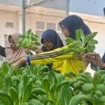 Berbagi Manfaat pada Panen Ketiga Green House Ikwamio