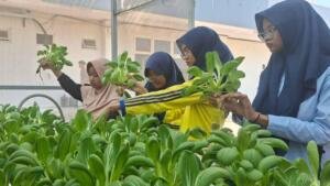 Berbagi Manfaat pada Panen Ketiga Green House Ikwamio