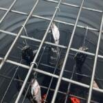 Dari Ikan Segar Menjadi Lele Asap, KKN MAs Kelompok 45 Dorong Hilirisasi Perikanan Buwek