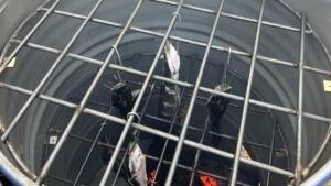 Dari Ikan Segar Menjadi Lele Asap, KKN MAs Kelompok 45 Dorong Hilirisasi Perikanan Buwek