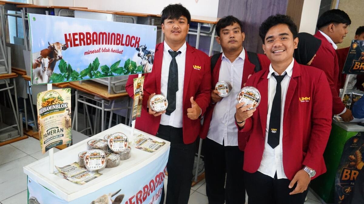 Herbaminblock, Suplemen Herbal Inovasi Mahasiswa UMM untuk Penuhi Kebutuhan Mineral Ternak