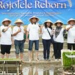 Muhammadiyah Kick Off Rojolele Reborn, Perkuat Produksi Padi dan JATAM di Klaten