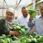 Agroteknologi Umsida Gelar Panen Raya Pakcoy Hasil Urban Farming