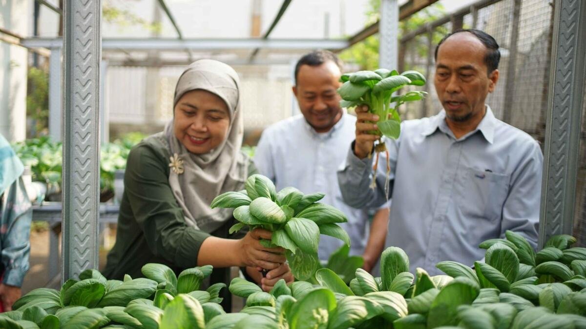 Agroteknologi Umsida Gelar Panen Raya Pakcoy Hasil Urban Farming
