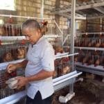 Masjid Baiturrohim Bulubrangsi Terima Hibah Kandang dan 50 Ayam Petelur dari Pemkab Lamongan