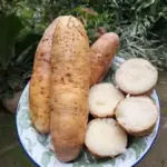 Nasi Bukan Satu-satunya, Dosen UMS Ini Dorong Kimpul hingga Ganyong Naik Kelas