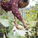 Umsida Panen Perdana Budidaya Melon karya Agroteknologi
