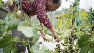 Umsida Panen Perdana Budidaya Melon karya Agroteknologi