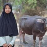Santriwati Nganjuk Menangkan Kerbau di Ngonthel Bareng